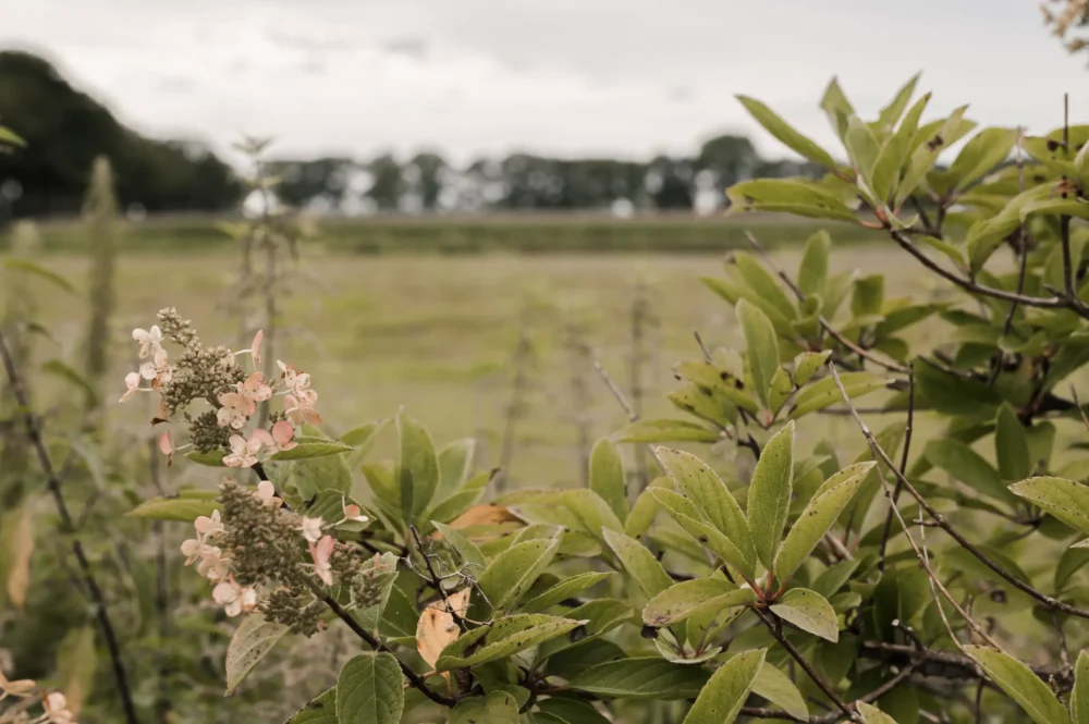 Holistisch Centrum Puur Leven Deurne - Groene planten